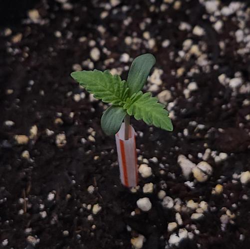 Romdog/Garlic Fever LSO + Organics !. Week 1 - Garlic Fever (Day 2)