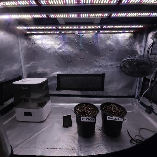 Romdog/Garlic Fever LSO + Organics !. Week 1 - 06/19/26