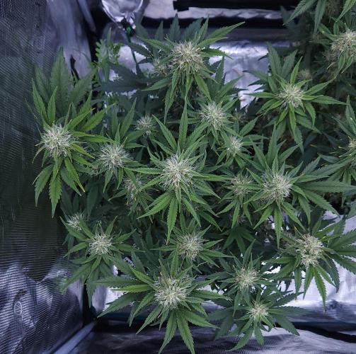 Night Owl LSO/Organics !. Week 8 - Chem 'N' Kush (Day 51)