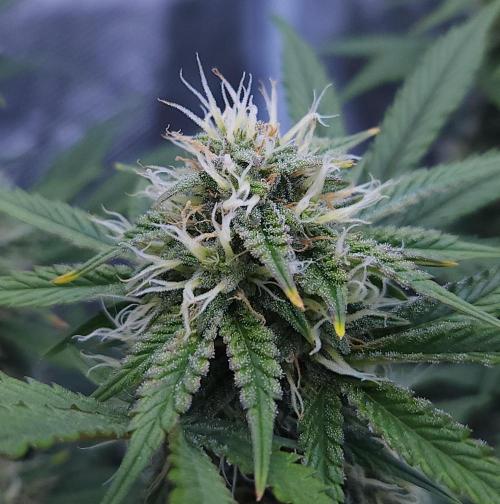 Night Owl LSO/Organics !. Week 8 - Chem 'N' Kush (Day 51)