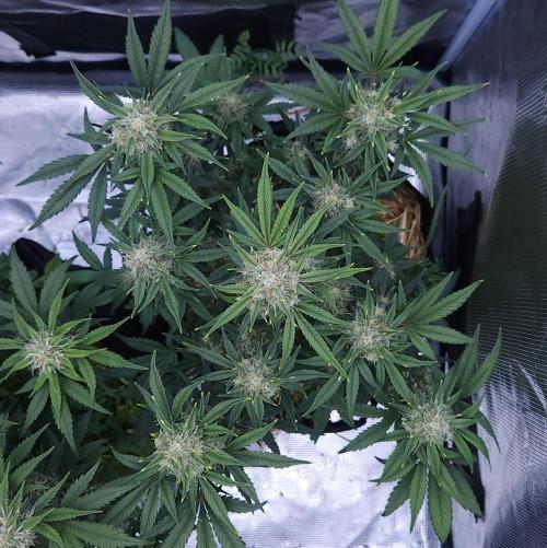 Night Owl LSO/Organics !. Week 8 - Instant Classik (Day 51)