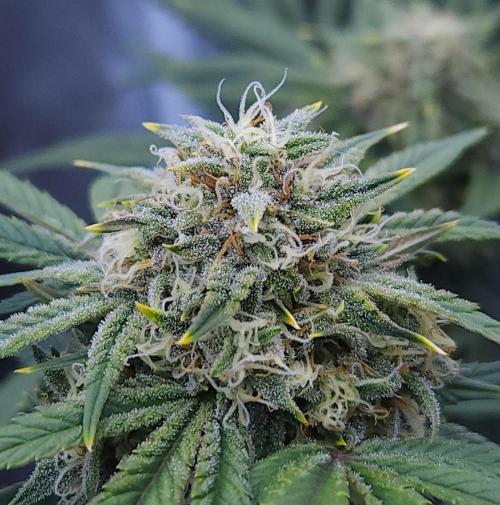 Night Owl LSO/Organics !. Week 8 - Instant Classik (Day 51)