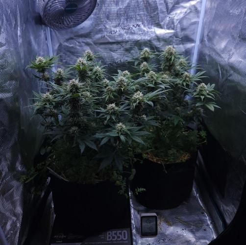 Night Owl LSO/Organics !. Week 8 - 06/20/26