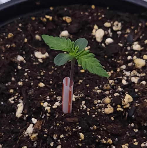 Romdog/Garlic Fever LSO + Organics !. Week 1 - Romdog (Day 3)