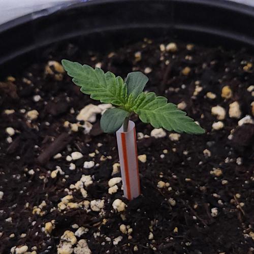Romdog/Garlic Fever LSO + Organics !. Week 1 - Garlic Fever (Day 3)