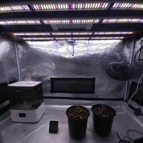Romdog/Garlic Fever LSO + Organics !. Week 1 - 06/20/26