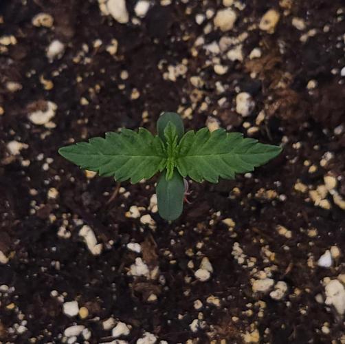 Romdog/Garlic Fever LSO + Organics !. Week 1 - Romdog (Day 4)