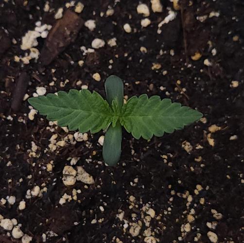 Romdog/Garlic Fever LSO + Organics !. Week 1 - Garlic Fever (Day 4)