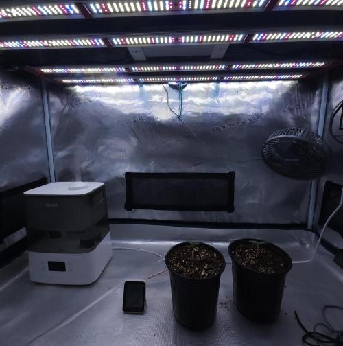 Romdog/Garlic Fever LSO + Organics !. Week 1 - 06/21/26