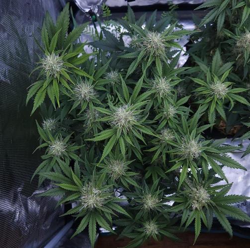 Night Owl LSO/Organics !. Week 8 - Chem 'N' Kush (Day 52)