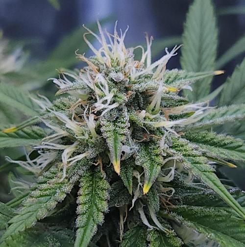 Night Owl LSO/Organics !. Week 8 - Chem 'N' Kush (Day 52)