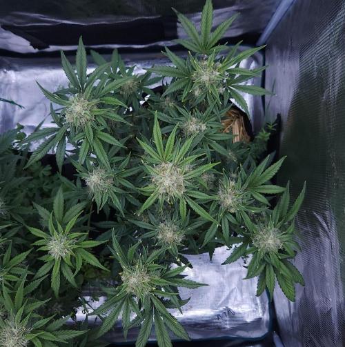 Night Owl LSO/Organics !. Week 8 - Instant Classik (Day 52)
