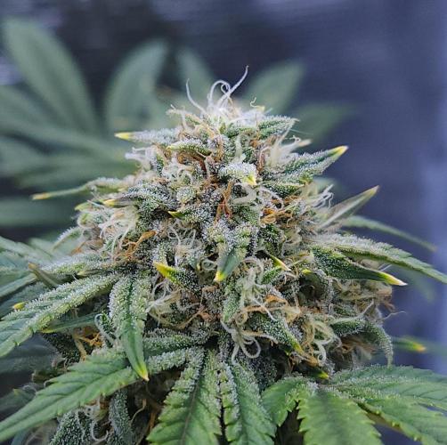 Night Owl LSO/Organics !. Week 8 - Instant Classik (Day 52)
