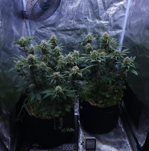 Night Owl LSO/Organics !. Week 8 - 06/21/26