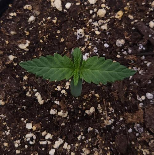 Romdog/Garlic Fever LSO + Organics !. Week 1 - Romdog (Day 5)