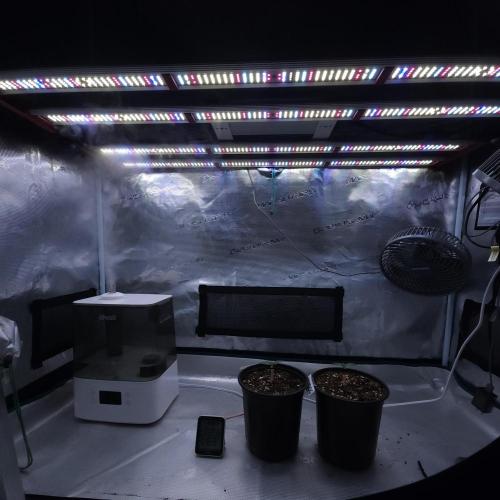 Romdog/Garlic Fever LSO + Organics !. Week 1 - 06/22/26