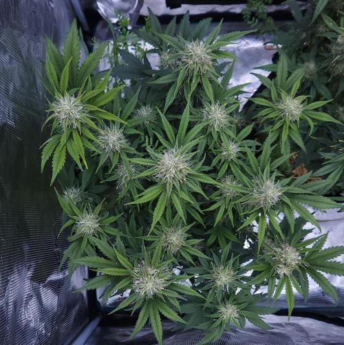Night Owl LSO/Organics !. Week 8 - Chem 'N' Kush (Day 53)