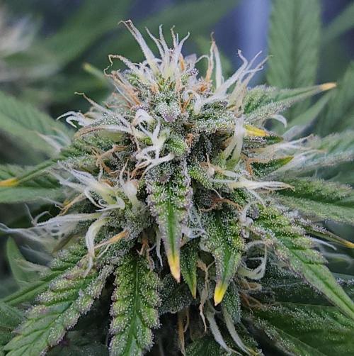 Night Owl LSO/Organics !. Week 8 - Chem 'N' Kush (Day 53)