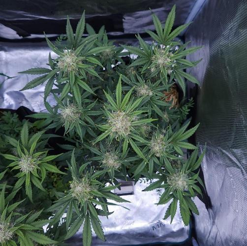 Night Owl LSO/Organics !. Week 8 - Instant Classik (Day 53)