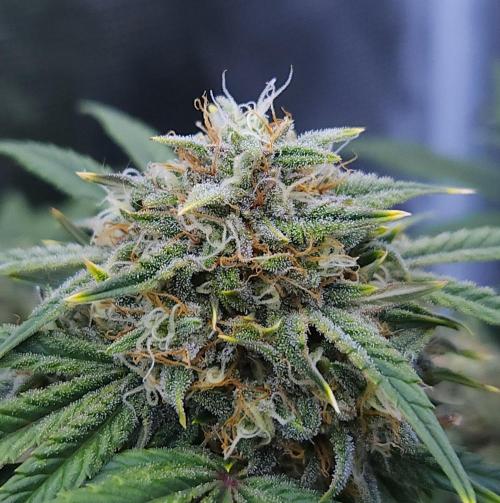 Night Owl LSO/Organics !. Week 8 - Instant Classik (Day 53)