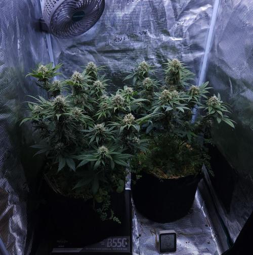 Night Owl LSO/Organics !. Week 8 - 06/22/26