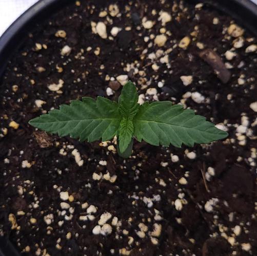 Romdog/Garlic Fever LSO + Organics !. Week 1 - Romdog (Day 6)
