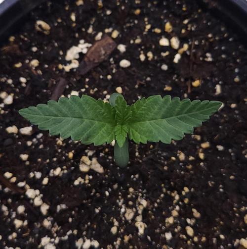 Romdog/Garlic Fever LSO + Organics !. Week 1 - Garlic Fever (Day 6)