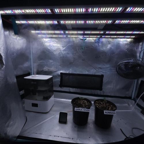 Romdog/Garlic Fever LSO + Organics !. Week 1 - 06/23/26