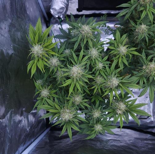 Night Owl LSO/Organics !. Week 8 - Chem 'N' Kush (Day 54)
