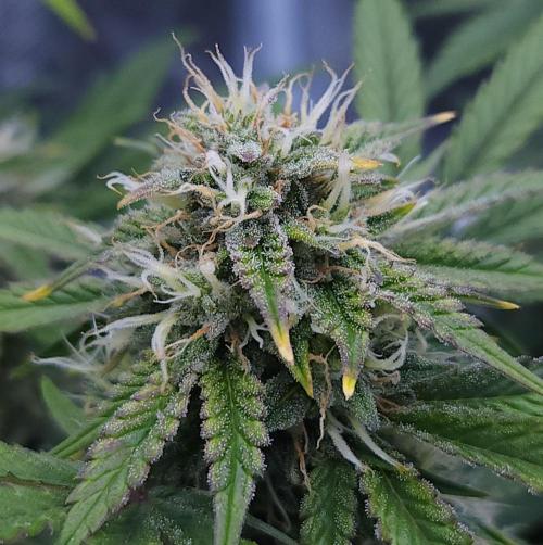 Night Owl LSO/Organics !. Week 8 - Chem 'N' Kush (Day 54)