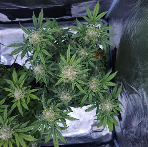 Night Owl LSO/Organics !. Week 8 - Instant Classik (Day 54)