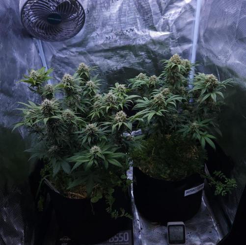 Night Owl LSO/Organics !. Week 8 - 06/23/26