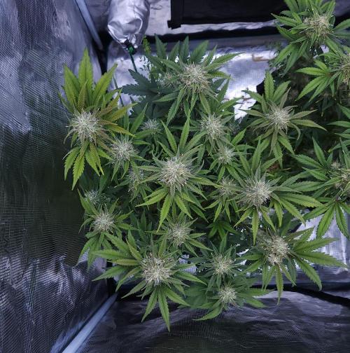 Night Owl LSO/Organics !. Week 8 - Chem 'N' Kush (Day 55)