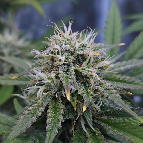 Night Owl LSO/Organics !. Week 8 - Chem 'N' Kush (Day 55)