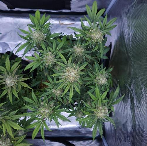 Night Owl LSO/Organics !. Week 8 - Instant Classik (Day 55)