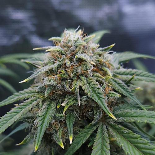 Night Owl LSO/Organics !. Week 8 - Instant Classik (Day 55)