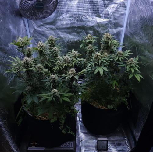 Night Owl LSO/Organics !. Week 8 - 06/24/26