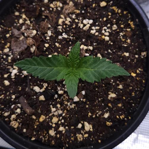 Romdog/Garlic Fever LSO + Organics !. Week 1 - Romdog (Day 7)