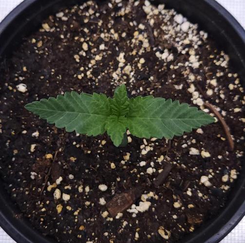 Romdog/Garlic Fever LSO + Organics !. Week 1 - Garlic Fever (Day 7)