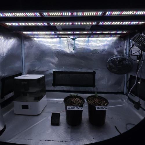 Romdog/Garlic Fever LSO + Organics !. Week 1 - 06/24/26