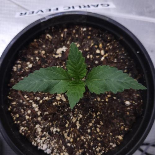 Romdog/Garlic Fever LSO + Organics !. Week 2 - Garlic Fever (Day 8)