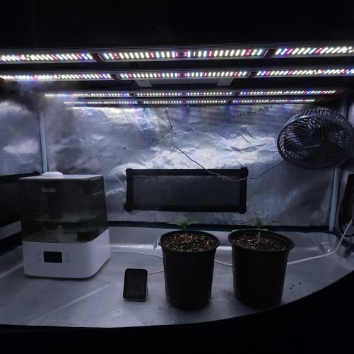 Romdog/Garlic Fever LSO + Organics !. Week 2 - 06/25/26