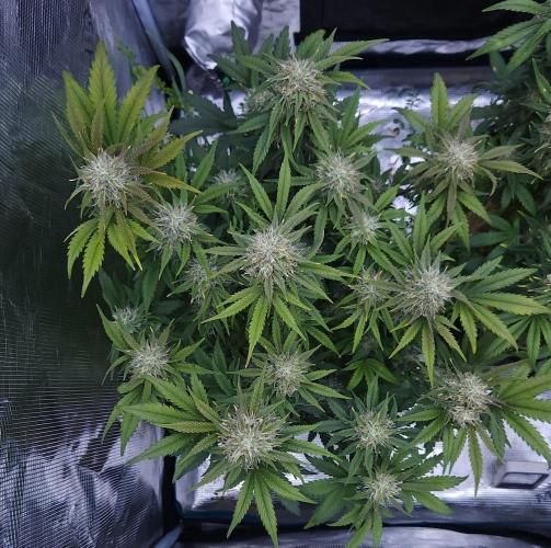 Night Owl LSO/Organics !. Week 8 - Chem 'N' Kush (Day 56)