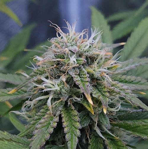 Night Owl LSO/Organics !. Week 8 - Chem 'N' Kush (Day 56)