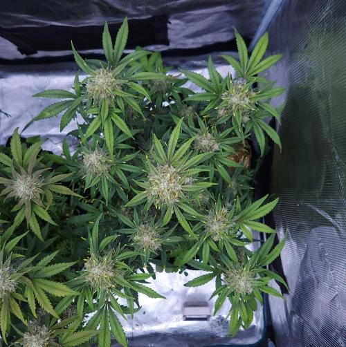 Night Owl LSO/Organics !. Week 8 - Instant Classik (Day 56)