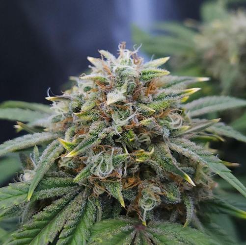 Night Owl LSO/Organics !. Week 8 - Instant Classik (Day 56)