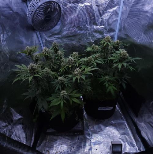 Night Owl LSO/Organics !. Week 8 - 06/25/26