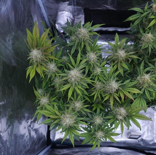 Night Owl LSO/Organics !. Week 9 - Chem 'N' Kush (Day 57)