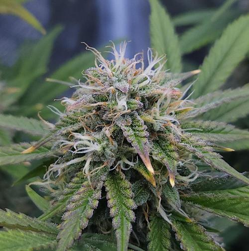 Night Owl LSO/Organics !. Week 9 - Chem 'N' Kush (Day 57)