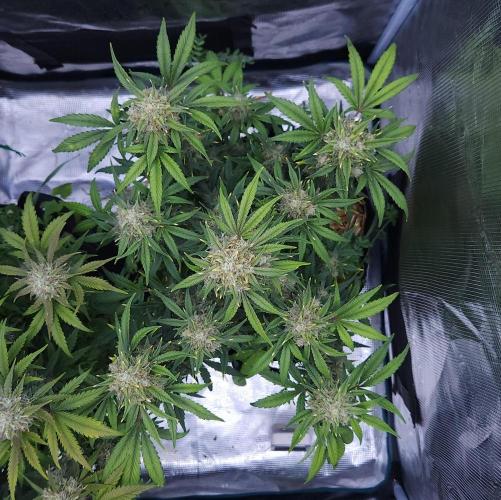 Night Owl LSO/Organics !. Week 9 - Instant Classik (Day 57)
